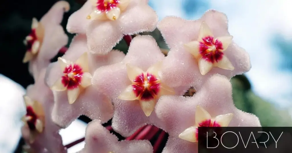 De plant met stervormige bloemen die je makkelijk in een pot kweekt
