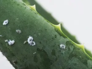 Mijten op planten: hoe herken je ze en hoe bestrijd je deze?