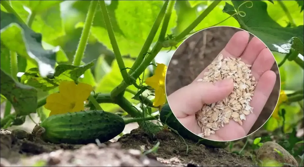 Natuurlijke voeding voor komkommers: Zelf maken – voordelig, eenvoudig en krachtig